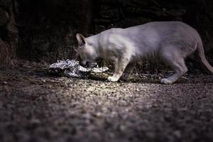 gato de rua abandonado foto