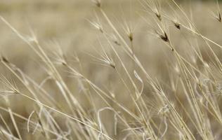 trigo em um campo de trigo foto