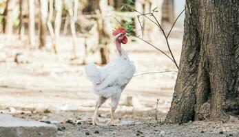 lindo galo comendo dentro a quintal, uma Fazenda galo comendo dentro a quintal, fechar acima do uma procriar galo dentro uma Jardim foto