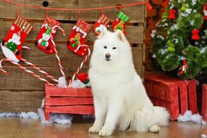 cachorro samoiedo sentado com enfeites de natal no fundo foto