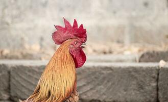 fechar acima do uma procriar galo dentro a quintal, retrato do uma Fazenda galo dentro a Jardim foto