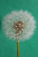 flor flor taraxacum officinale dente-de-leão família asteraceae foto