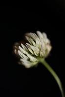 flor flor close up fundo trifolium nigrescens leguminosae foto