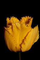 flor tulipa close up fundo família liliaceae botânico moderno