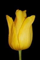flor tulipa close up fundo família liliaceae botânico moderno foto