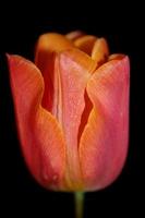 tulipa close up background family liliaceae botânico estampas modernas