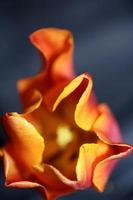 tulipa close up background family liliaceae botânico estampas modernas