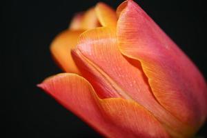 tulipa close up background family liliaceae botânico estampas modernas foto