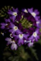 flor de flor colorida close up verbena híbrido família verbenaceae foto