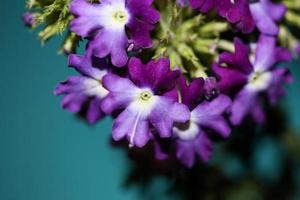 flor de flor colorida close up verbena híbrido família verbenaceae foto