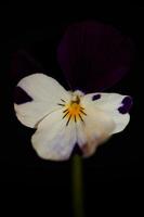 flor de viola flor flor família violaceae close up estampa botânica foto