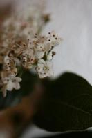 pequena flor branca em flor viburnum tinus l. família adoxaceae imprimir foto