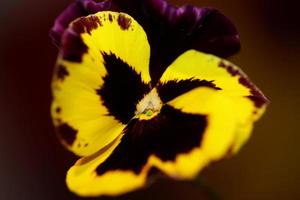 flor de viola flor flor família violaceae close up estampa botânica foto