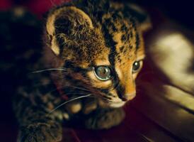 retrato do a adorável margay gatinho. retrato do uma central americano margay, fechar acima do uma pequeno leopardo wiedii foto