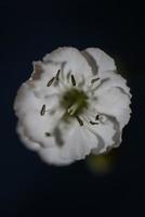 flor flor close up fundo botânico alta qualidade tamanho grande foto