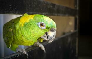 fechar acima do uma verde emplumado papagaio, fechar acima do verde papagaio olho com cópia de espaço foto