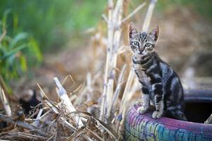 doce animal de estimação gato foto