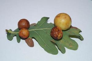 bolas de bílis cynips quercusfolii em folha de carvalho foto