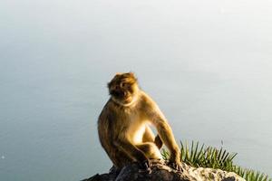 macacos magot barbary sylvanus macaca ape em gibraltar foto