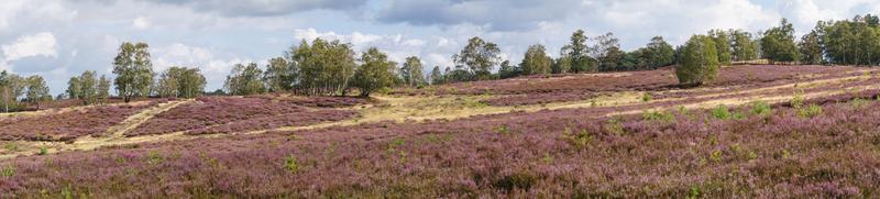 na reserva natural fischbeker heide próximo a hamburgo alemanha foto