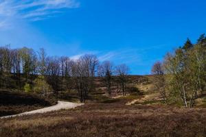 na reserva natural fischbeker heide próximo a hamburgo alemanha foto