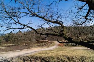 na reserva natural fischbeker heide próximo a hamburgo alemanha foto