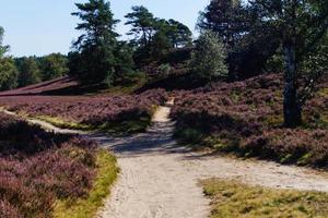 na reserva natural fischbeker heide próximo a hamburgo alemanha foto