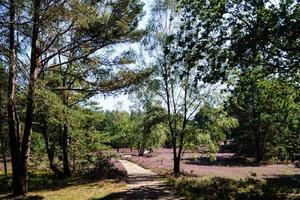 na reserva natural fischbeker heide próximo a hamburgo alemanha foto