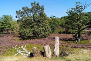 na reserva natural fischbeker heide próximo a hamburgo alemanha foto