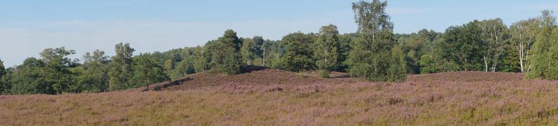 na reserva natural fischbeker heide próximo a hamburgo alemanha foto