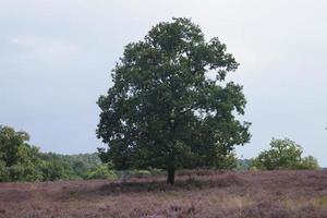 na reserva natural fischbeker heide próximo a hamburgo alemanha foto