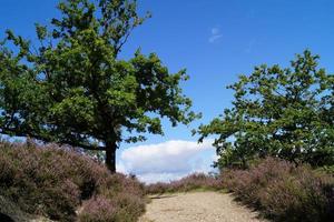 na reserva natural fischbeker heide próximo a hamburgo alemanha foto