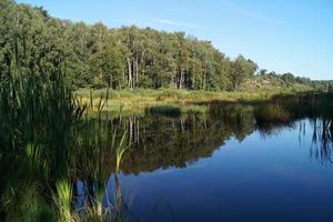 na reserva natural fischbeker heide próximo a hamburgo alemanha foto