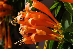 a laranja africana trombeta e flor bignoniaceae foto