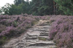 na reserva natural fischbeker heide próximo a hamburgo alemanha foto