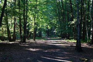 na reserva natural fischbeker heide próximo a hamburgo alemanha foto