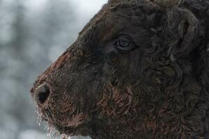 imagem de close-up do grande touro preto na neve treinando para lutar na arena. o conceito de touradas. foco seletivo foto