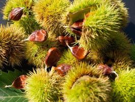 os frutos da castanha espinhosa amadurecem no outono foto