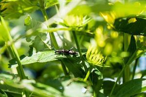 moschusbock aromia moschata um besouro longhorn no jardim foto