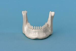mais baixo humano mandíbula com dentes anatomia modelo isolado em azul fundo. saudável dentes, dental Cuidado e ortodôntico médico conceito. foto