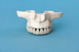 superior humano mandíbula com dentes anatomia modelo isolado em azul fundo. saudável dentes, dental Cuidado e ortodôntico médico conceito. foto
