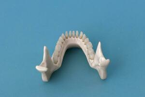 mais baixo humano mandíbula com dentes anatomia modelo isolado em azul fundo. saudável dentes, dental Cuidado e ortodôntico médico conceito. foto