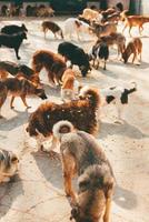 foto vertical de muitos cães comendo em um abrigo, conceito de cuidados de adoção