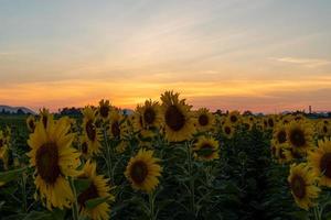 pôr do sol da tarde no jardim de girassóis foto