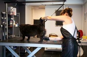 cabeleireira de estimação mulher cortando pele de cachorro preto fofo foto
