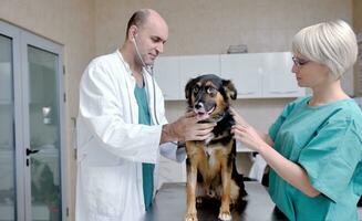 veterinário e assistente em uma clínica de pequenos animais foto