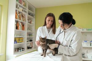 equipe veterinária para tratar gatos doentes, manter o conceito de saúde animal, hospital animal foto