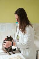 clínica veterinária. retrato de médica no hospital de animais segurando gato doente bonito foto