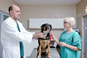 veterinário e assistente em uma clínica de pequenos animais foto