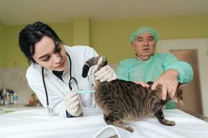 veterinário medindo a temperatura do gatinho foto